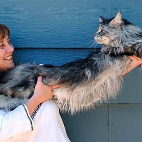 Cамая длинная кошка Cамая длинная кошка